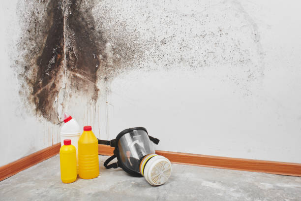 Best Mold Removal Near Me  in Ferrum, VA