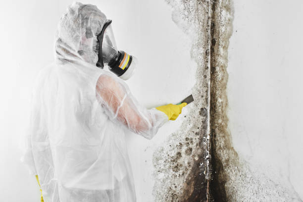 Best Mold Cleaning Services  in Ferrum, VA