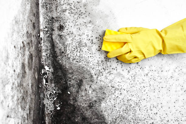 Best Professional Mold Removal  in Ferrum, VA