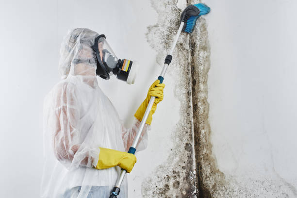 Best Mold Damage Repair  in Ferrum, VA