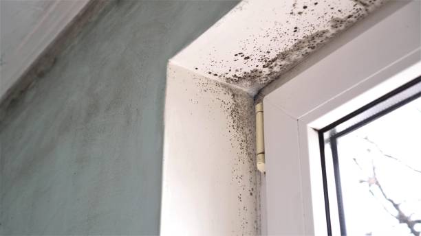 Best Fast Mold Removal  in Ferrum, VA