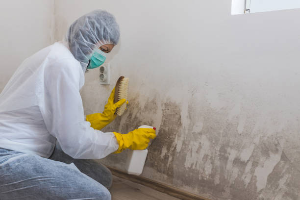 Best Toxic Mold Removal  in Ferrum, VA