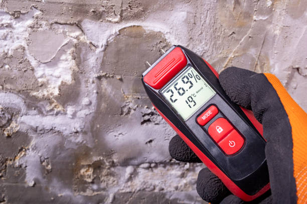 Best Same-Day Mold Removal  in Ferrum, VA