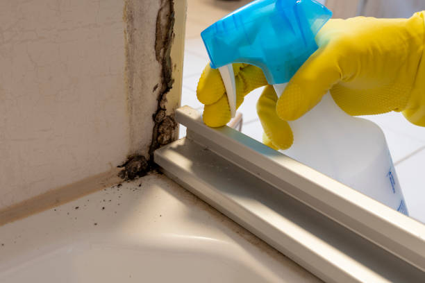 Best Mold Remediation  in Ferrum, VA