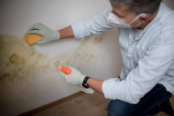 Best Local Mold Removal Service  in Ferrum, VA