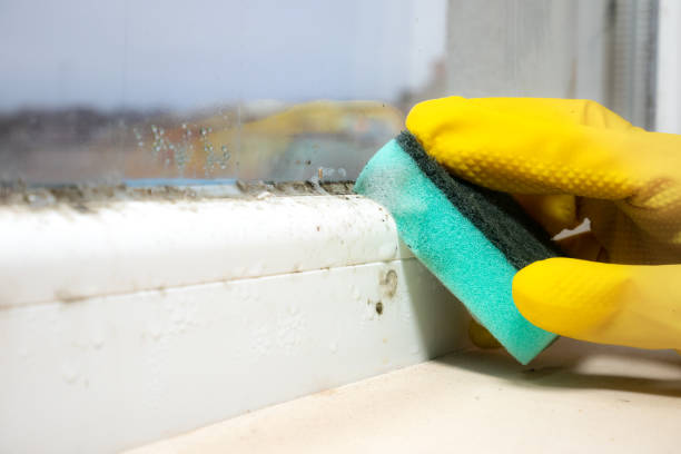 Best Certified Mold Removal  in Ferrum, VA