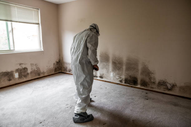 Best Mold Inspection  in Ferrum, VA