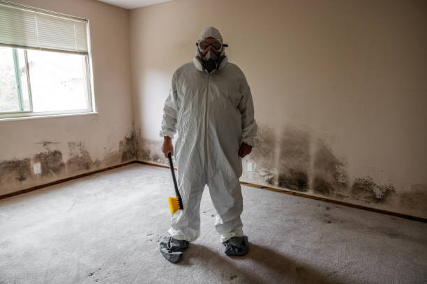 Best Mold Removal Company Near Me  in Ferrum, VA