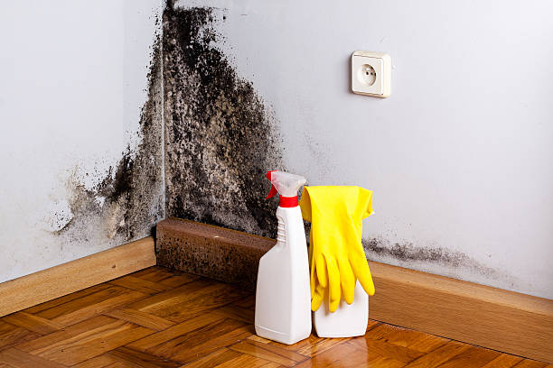 Best Emergency Mold Removal  in Ferrum, VA