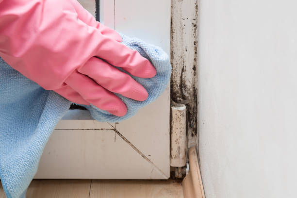 Best Water Damage Restoration  in Ferrum, VA