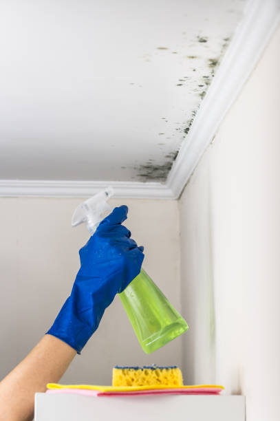 Best Attic Mold Removal  in Ferrum, VA